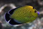 Goldspotted angelfish