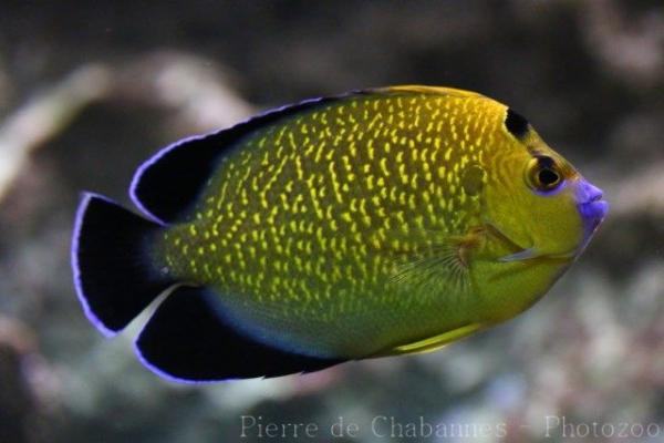 Goldspotted angelfish