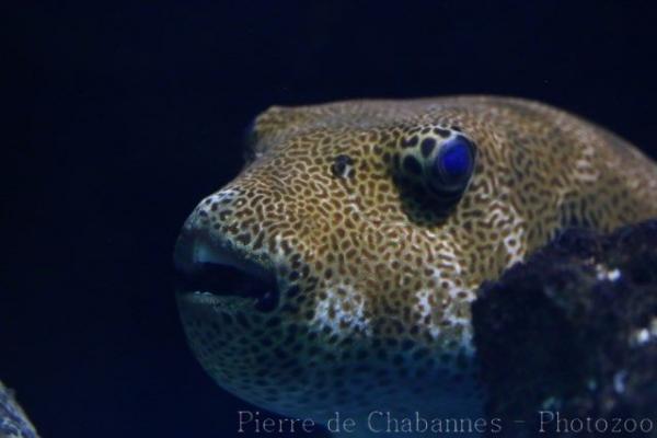 Stellate puffer