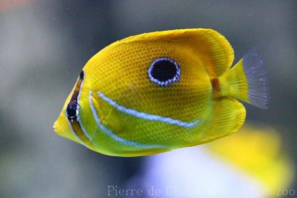 Bluelashed butterflyfish