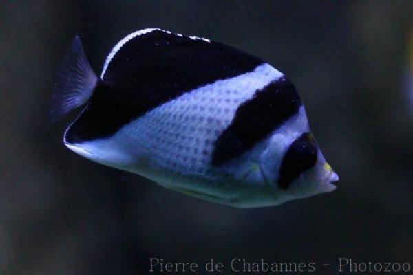 Burgess' butterflyfish