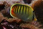 Spotband butterflyfish