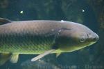 Grass carp