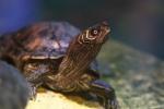 Mississippi Map Turtle