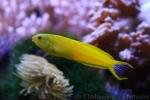 Canary fangblenny