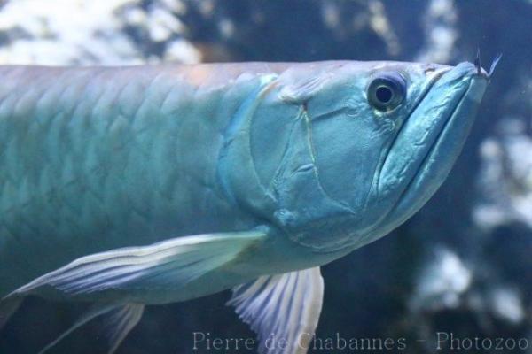 Silver arowana