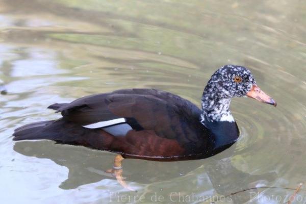 White-winged duck