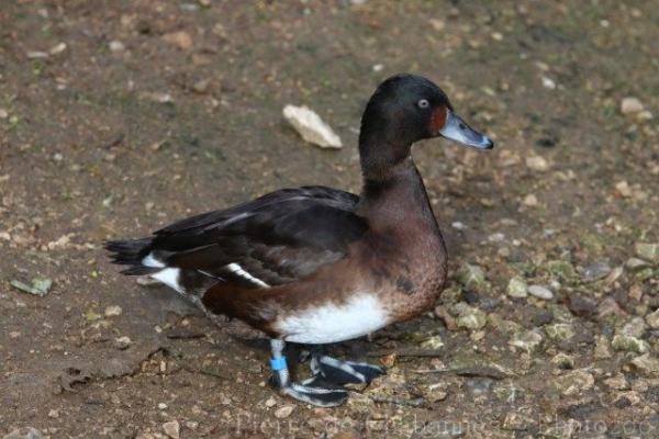 Baer's pochard