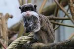 Emperor tamarin