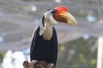 Wrinkled hornbill