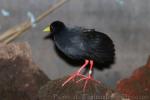 Black crake