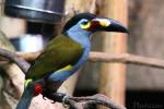 Plate-billed mountain-toucan