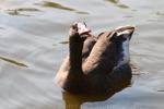 Greater white-fronted goose