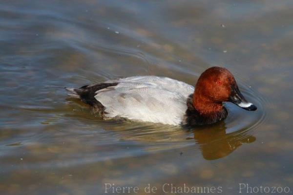 Common pochard