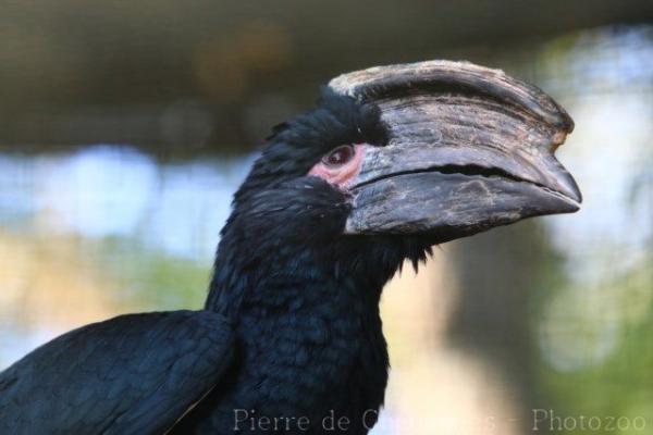 Trumpeter hornbill