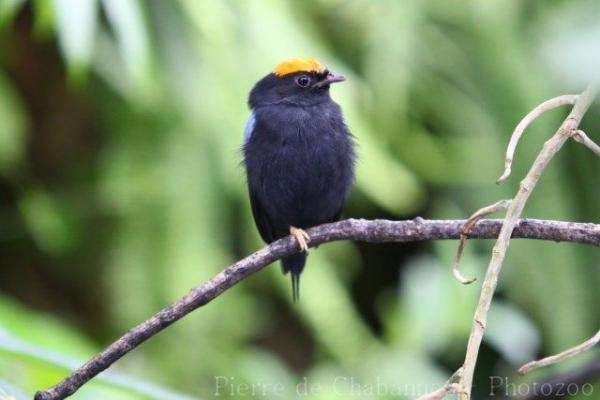 Lance-tailed manakin