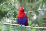 Eclectus parrot