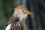 Guira cuckoo