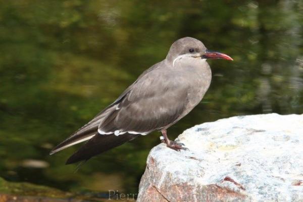 Inca tern