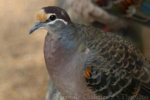 Common bronzewing