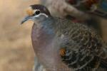 Common bronzewing