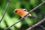 White-winged tanager