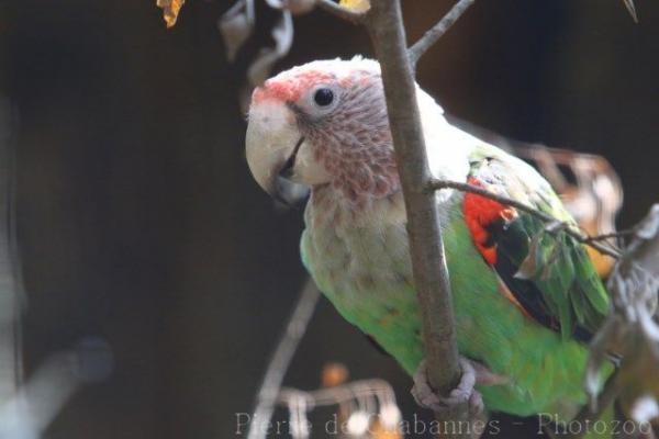 Brown-necked parrot