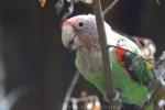 Brown-necked parrot