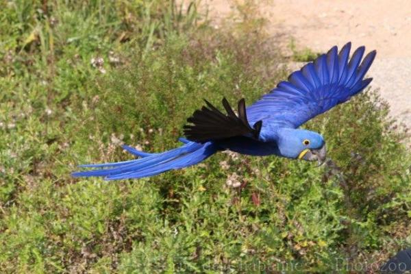 Hyacinth macaw