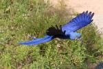 Hyacinth macaw