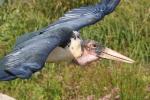 Marabou stork