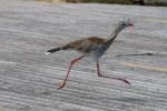 Red-legged seriema