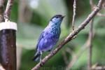 Black-capped tanager