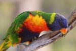 Rainbow lorikeet