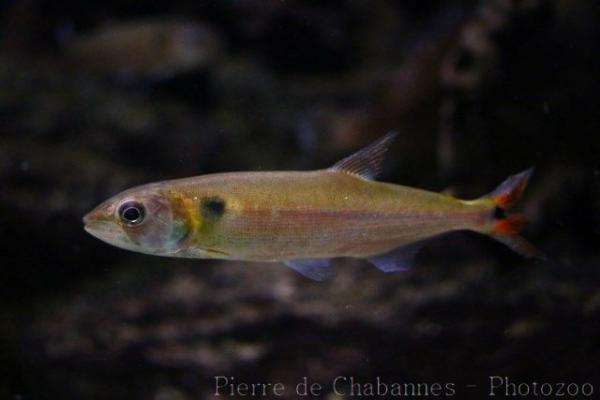 Pantaneiro pike-characin