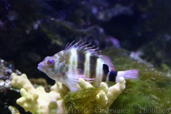 Redspotted hawkfish