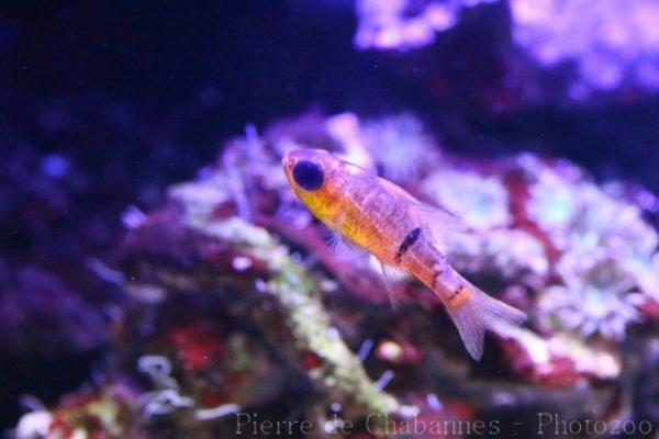 Belted cardinalfish