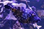 American whitespotted filefish