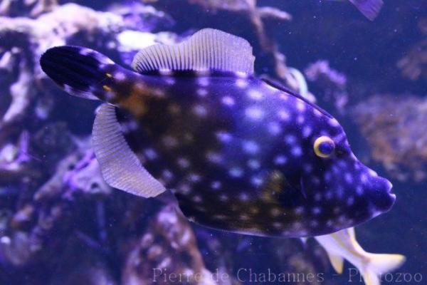 American whitespotted filefish