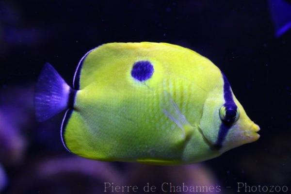 Yellow teardrop butterflyfish