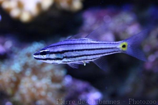 Five-lined cardinalfish