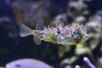 Striped burrfish