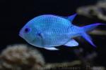 Black-axil chromis