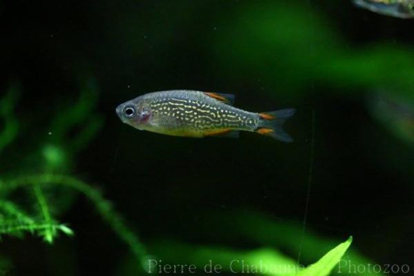 Galaxy rasbora