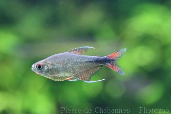 Phoenix tetra