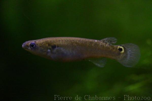 Mangrove rivulus