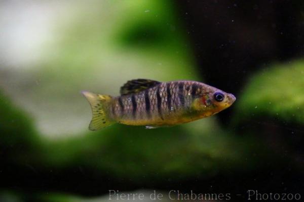 Blackbanded limia