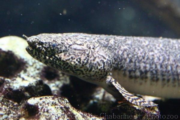 Ornate bichir