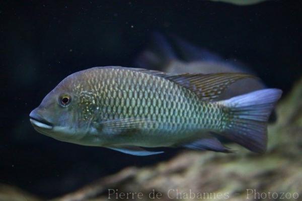 Redbreast tilapia