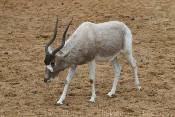 Addax